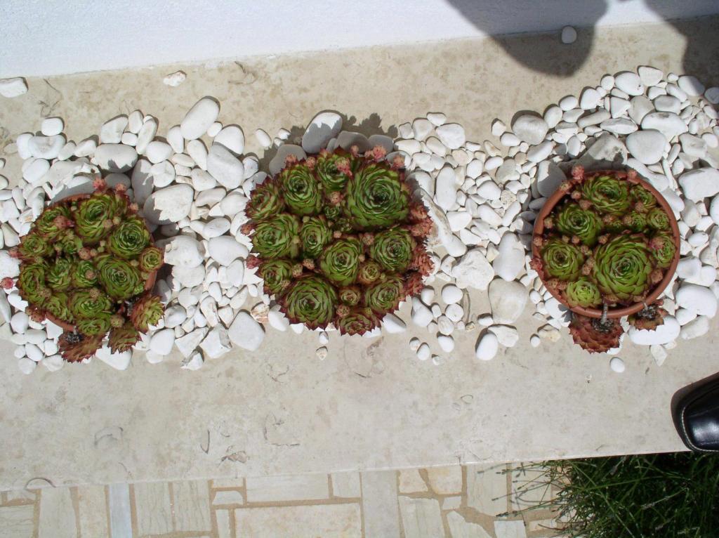 Apartments Paloma Blanca Medulin Habitación foto